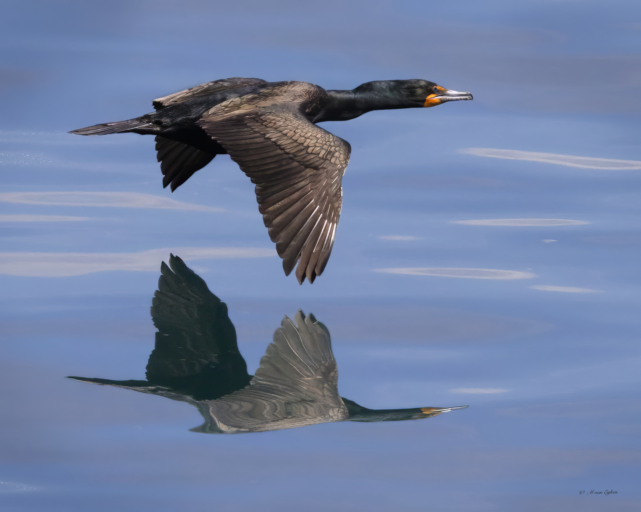 Double-crested
